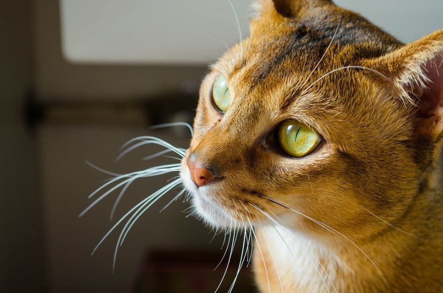 Картинки с породой абиссинских кошек различного окраса