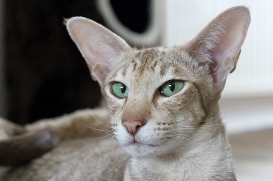 Фото породы ориентальных кошек с описанием и названием
