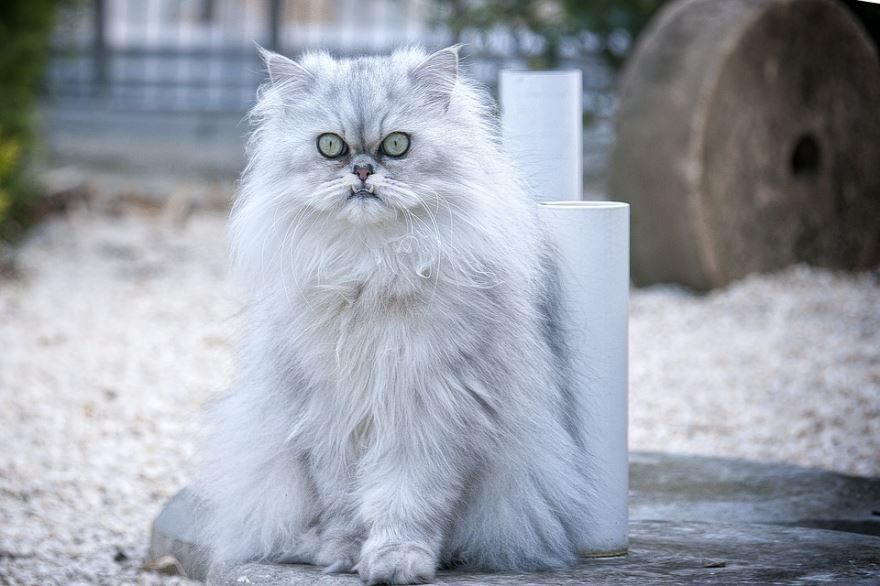 Фото белой персидской кошки