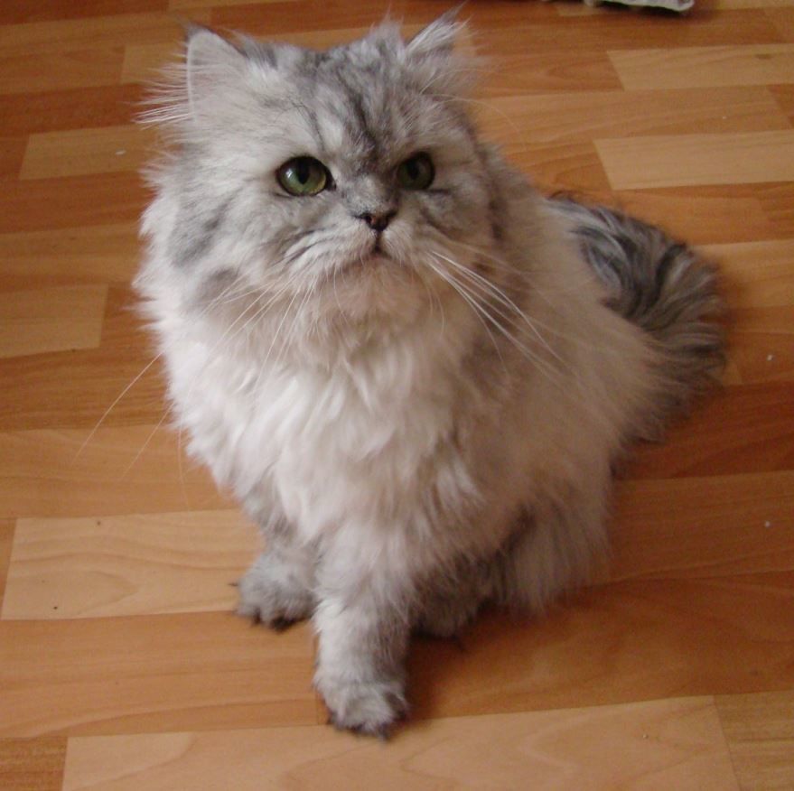 Фото персидских кошек с вредным характером