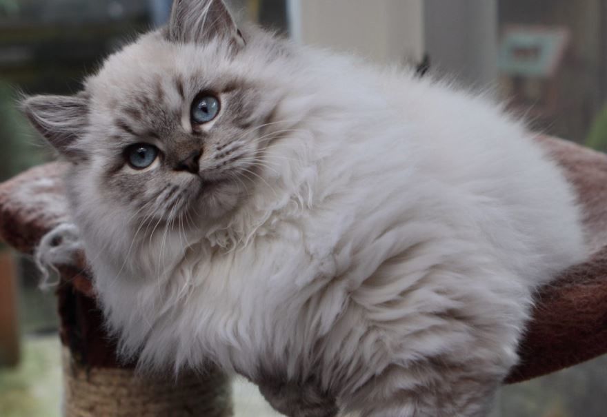 Фото белой персидской кошки 