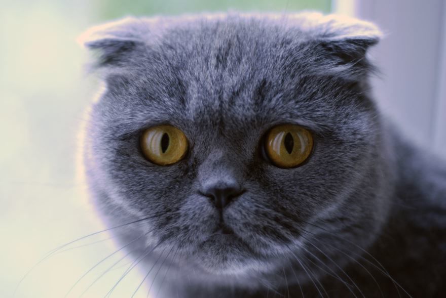 Фото британской вислоухой кошки бесплатно