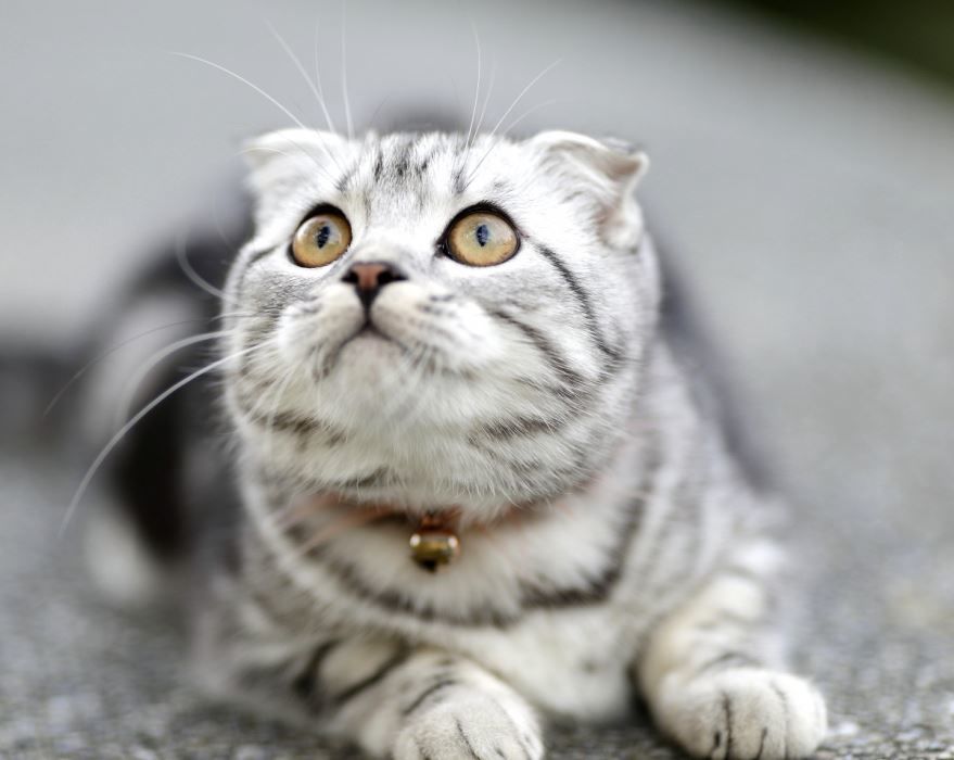 Фото шотландской вислоухой кошки