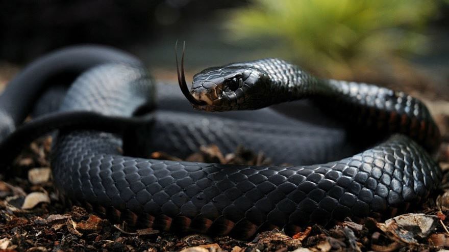 Смотреть лучшее фото черной змеи
