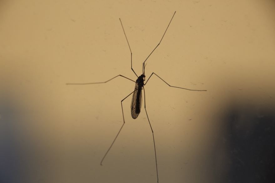 Фото насекомого москита, укус которого болезненный