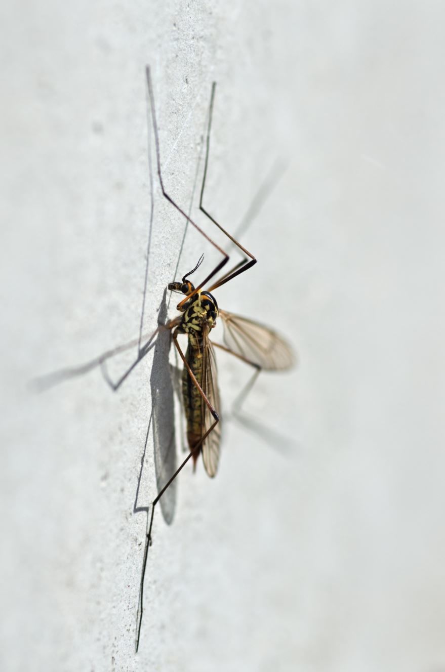 Красивые фото насекомого москита бесплатно