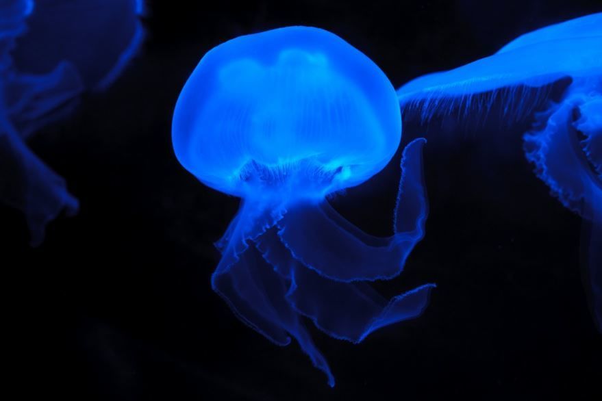 Красивые медузы, скачать фото