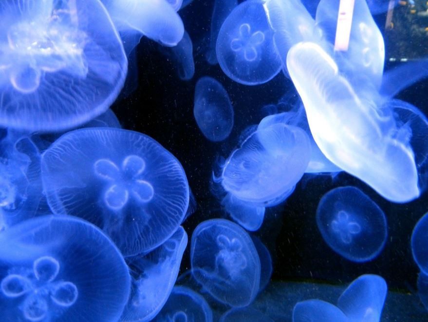 Фотография большой медузы