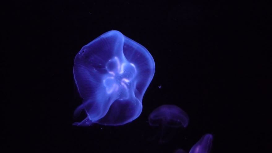 Фото красивой медузы с описанием