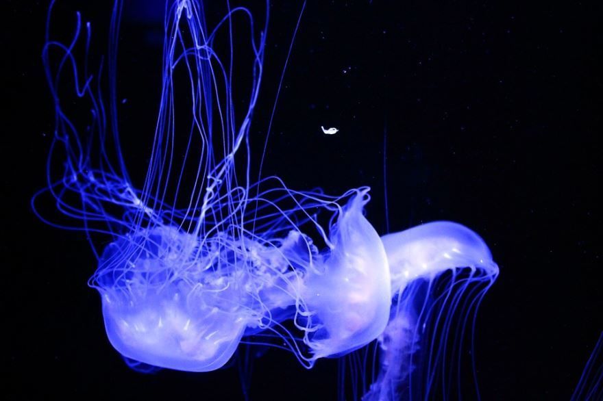 Фотография большой медузы