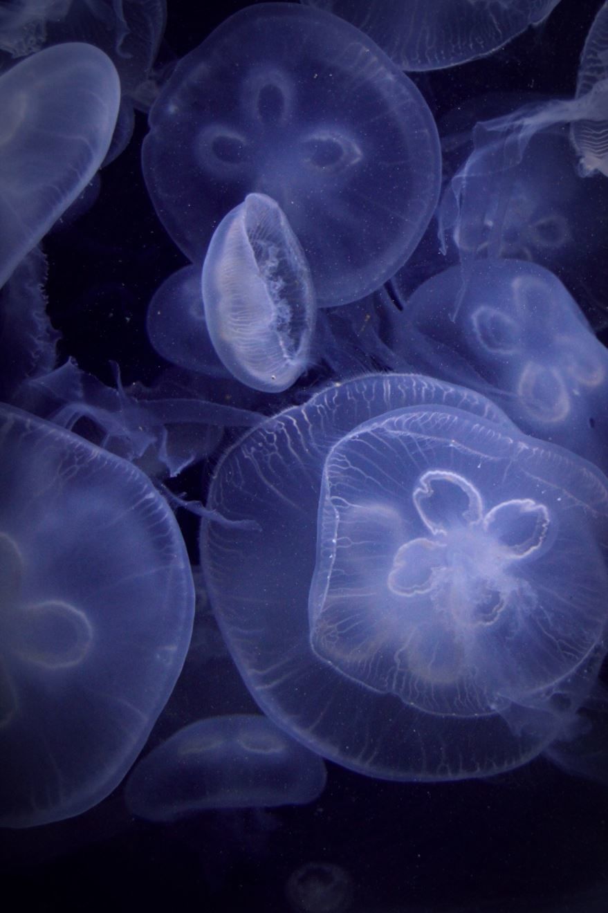 Смотреть фото медузы средиземного моря
