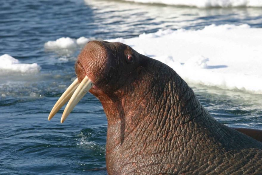 Лучшие фотографии и картинки моржа, скачать онлайн
