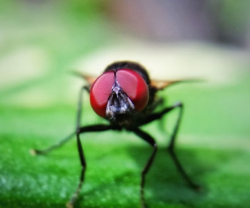 Онлайн просмотр лучших фотографий мух