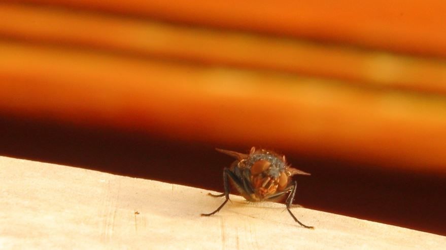 Морковная муха, скачать фото бесплатно
