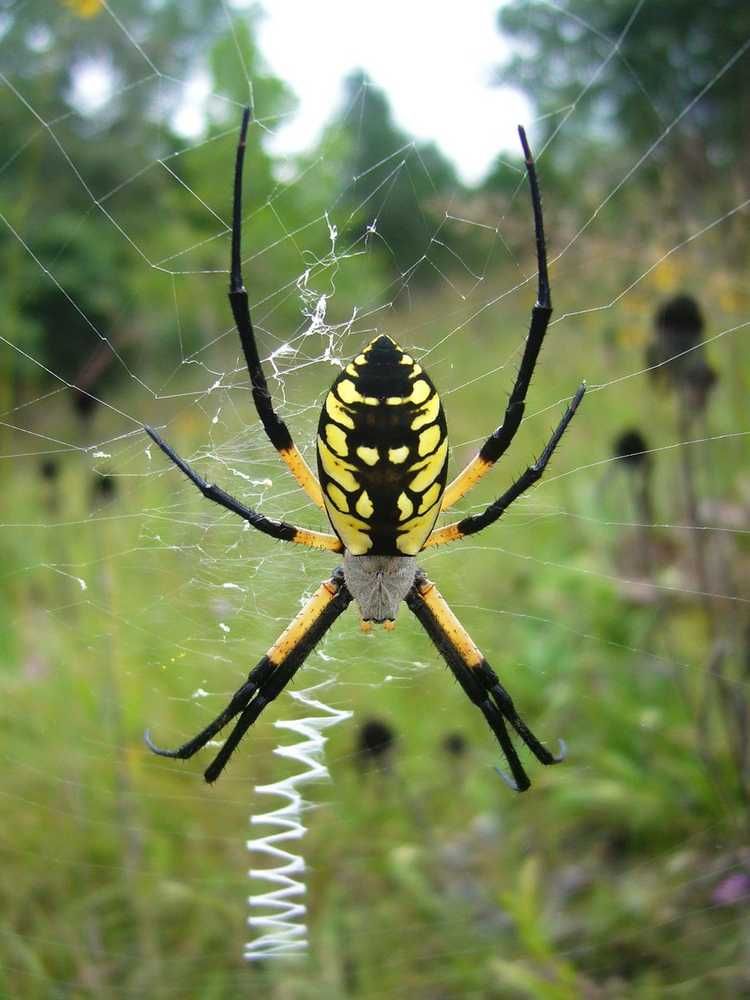 Смотреть черно-желтые фото пауков бесплатно