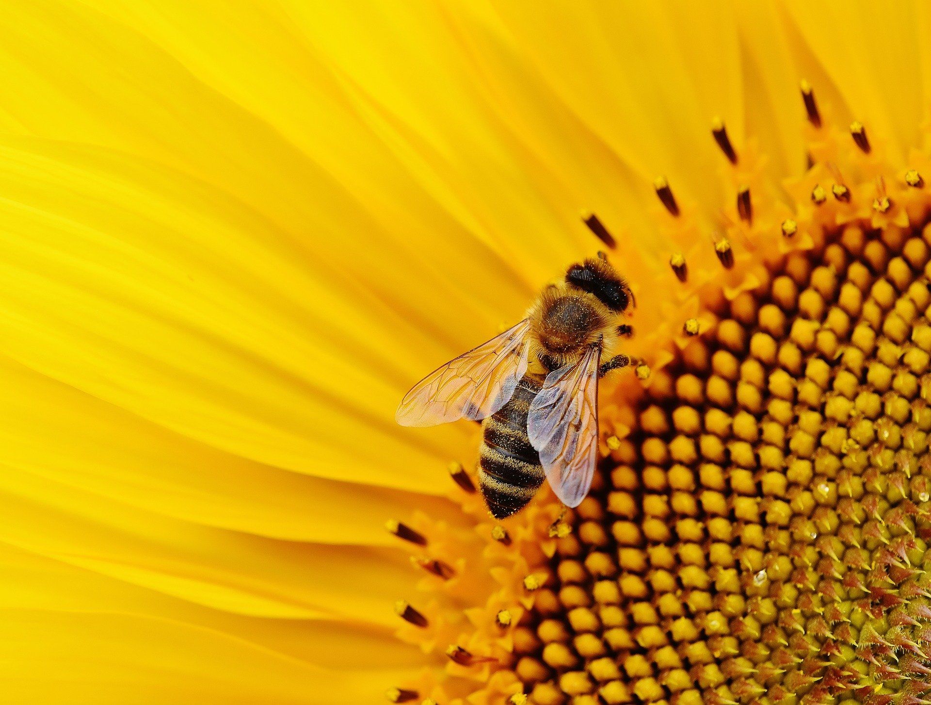 Смотреть фото пчелы онлайн