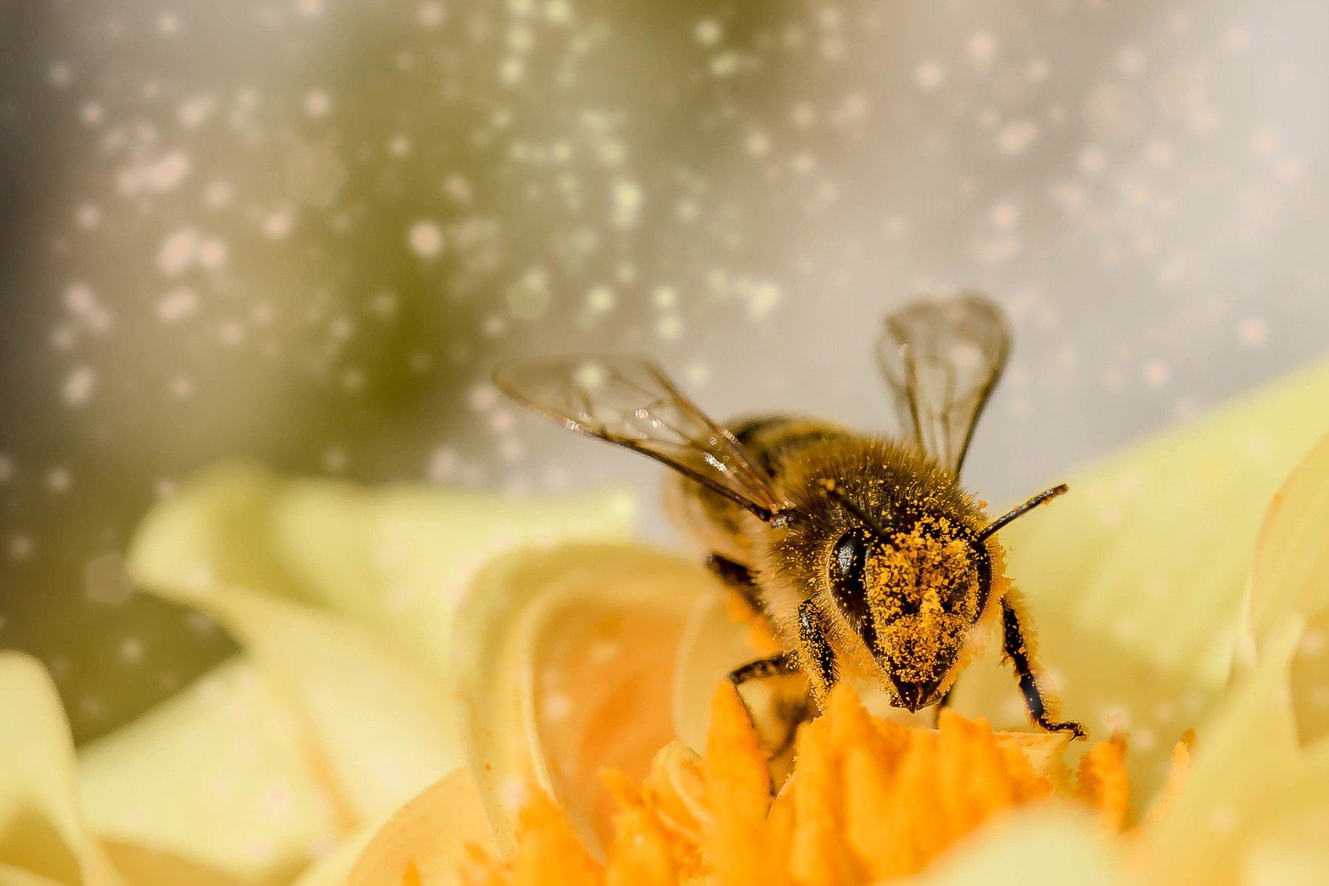 Красивые фото медоносных пчел