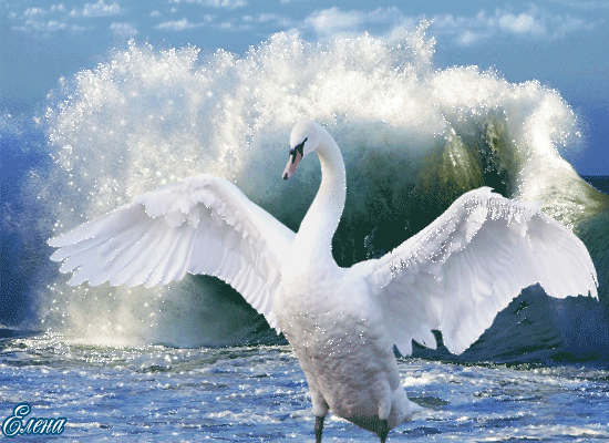 Смотреть красивое фото белый лебедь и волна