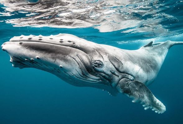 Смотреть красивую картинку большого кита