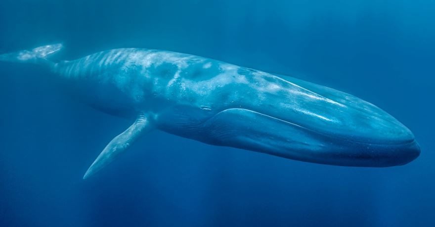 Смотреть красивое фото кита в море