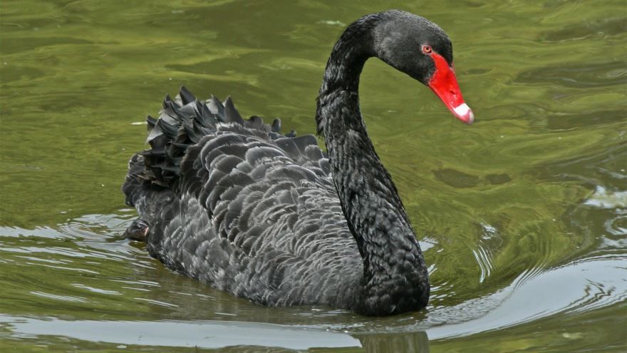 Смотреть лучшее фото черного лебедя на воде