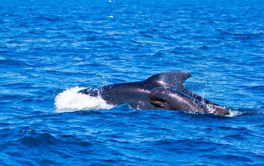 Смотреть красивое фото синего кита крупным планом