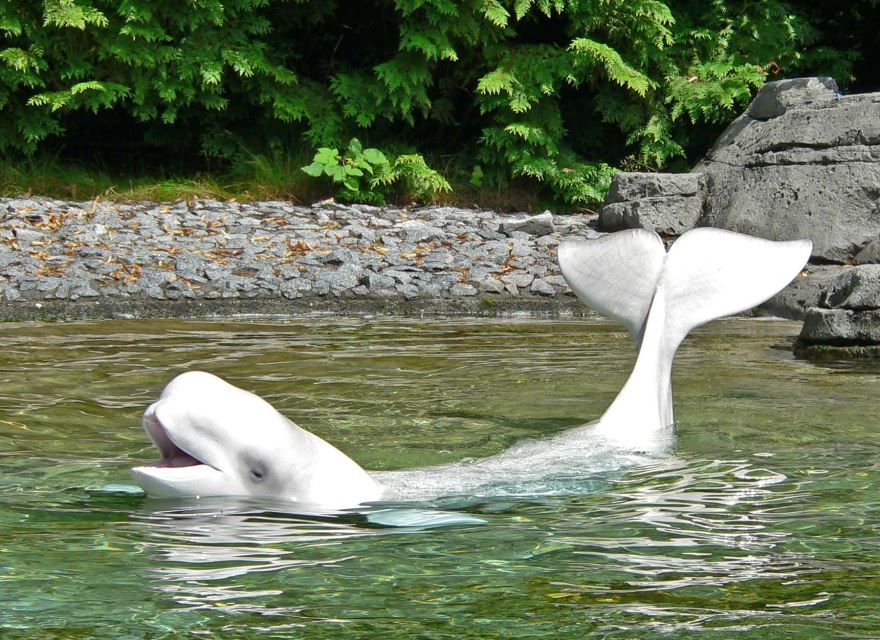 Скачать бесплатно красивое фото белый кит плавает на поверхности воды