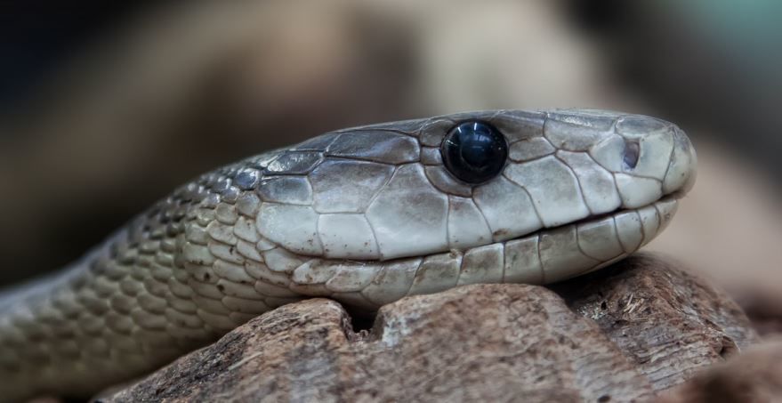 Смотреть фотографии ядовитой змеи