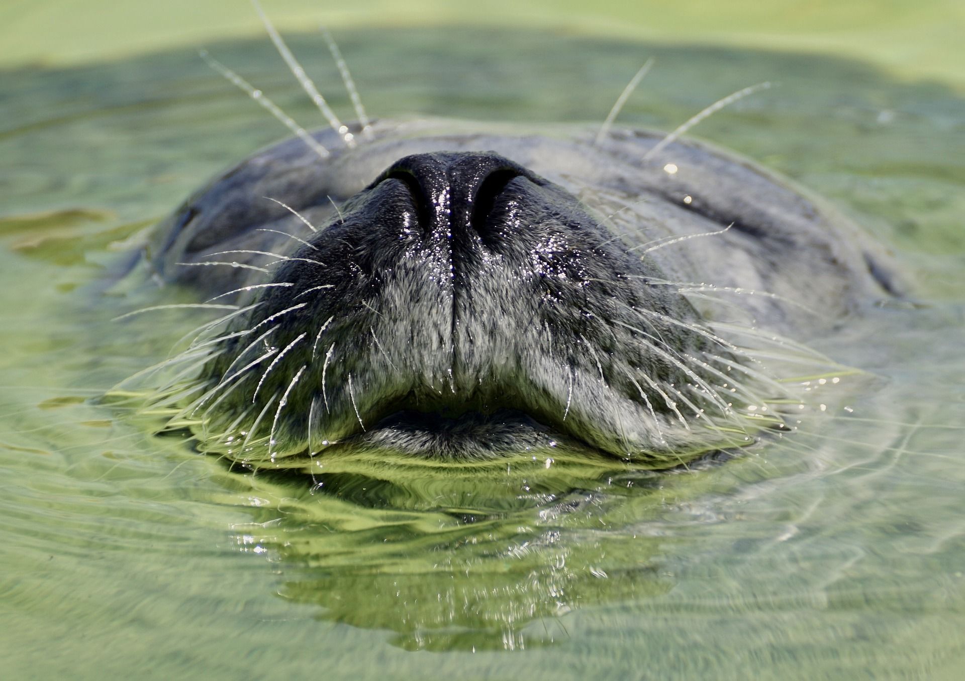 Фото животных тюленей бесплатно