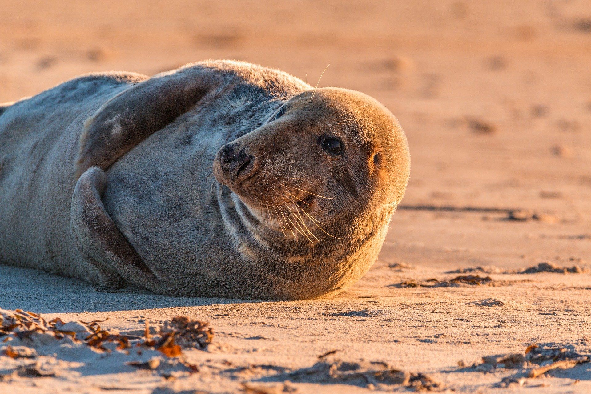 Скачать лучшие фото тюленя бесплатно