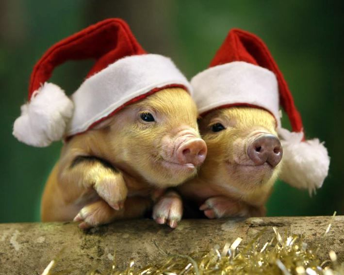 Новый год картинки свиньи поздравления