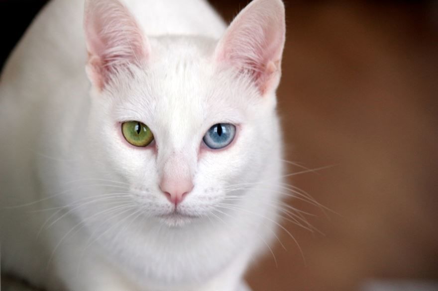Красивая и милая картинки белой кошки