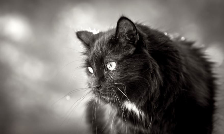 Прикольная картинка черной кошки бесплатно