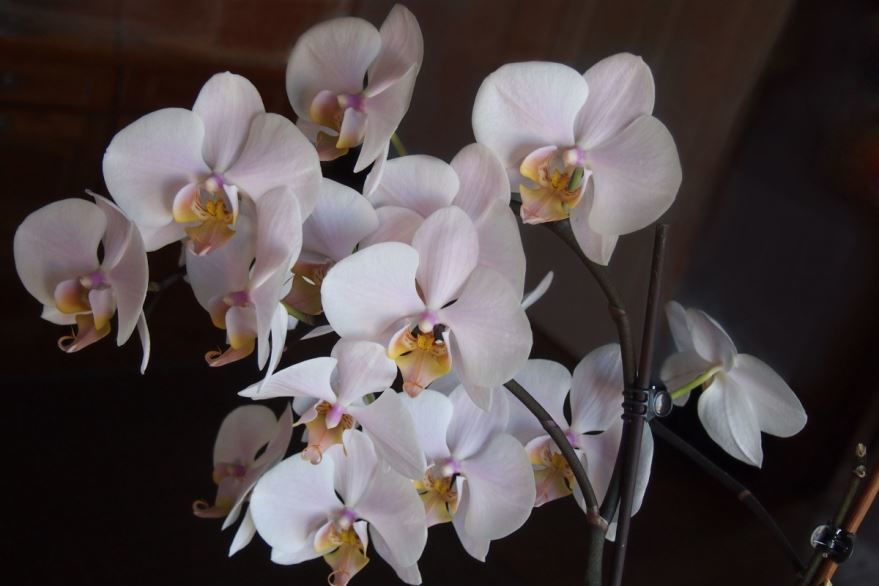 Смотреть бесплатно орхидеи в домашних условиях