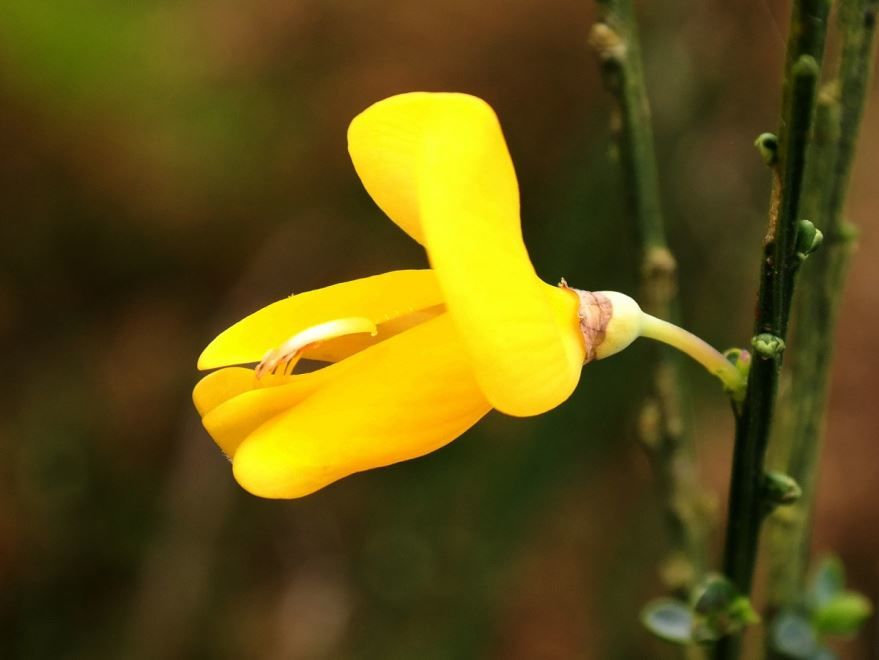 Ядовитые растения с названием - болотный цветок