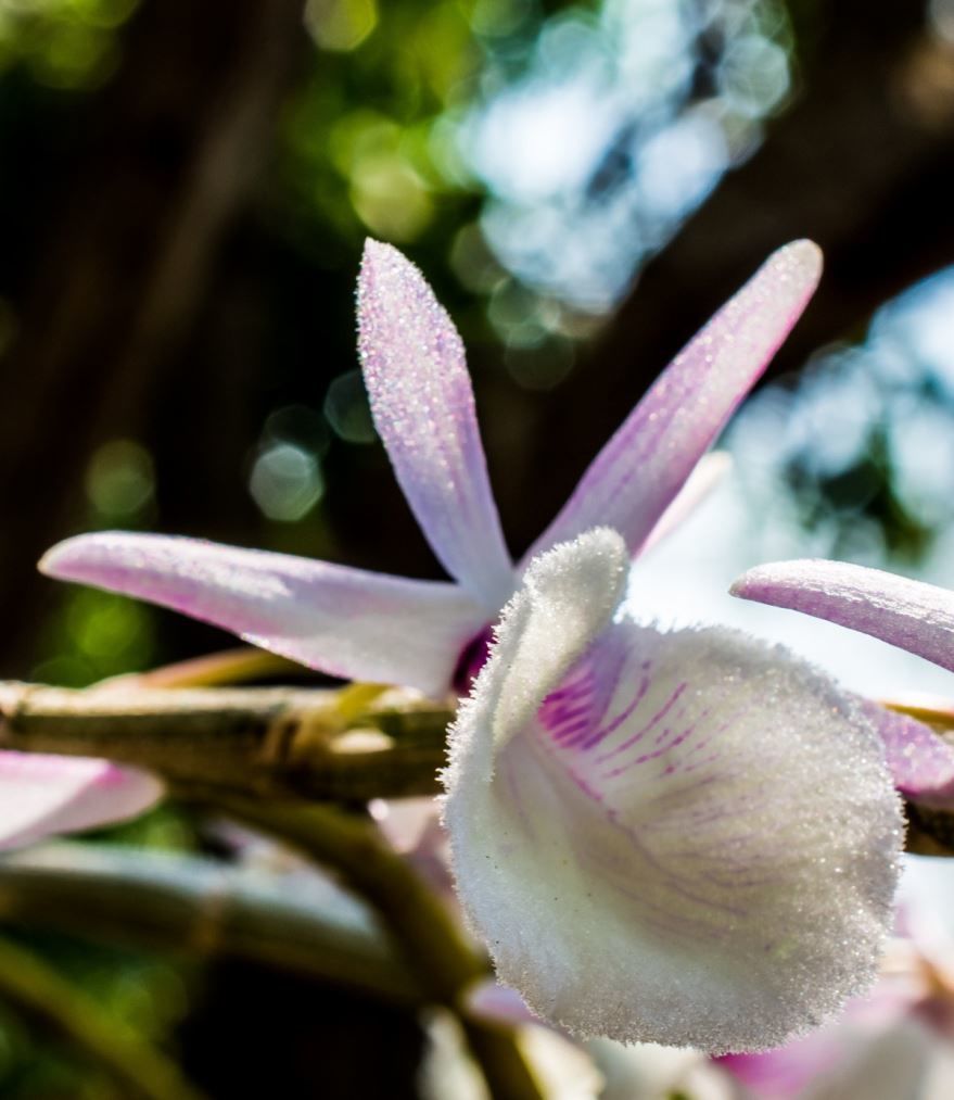 Бесплатное фотографии дикой орхидеи онлайн