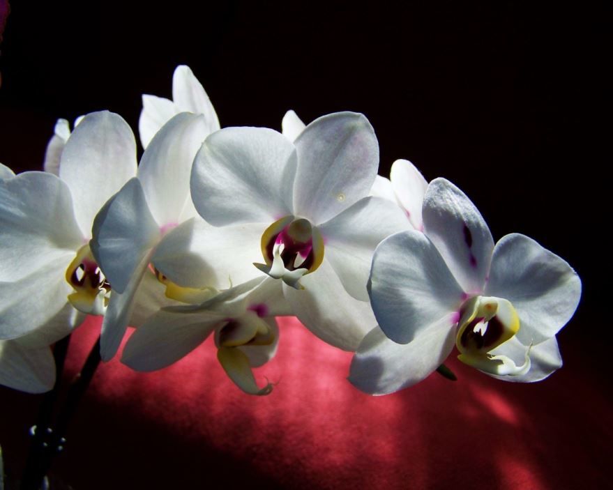 Смотреть фото орхидеи белого цвета