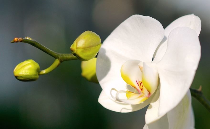 Картинки белой орхидеи 2023 года онлайн