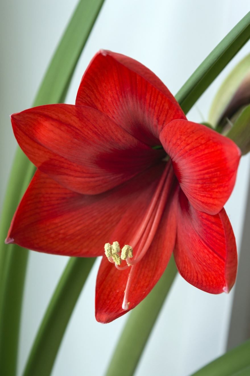 Фото луковичных цветов - красный амараллис