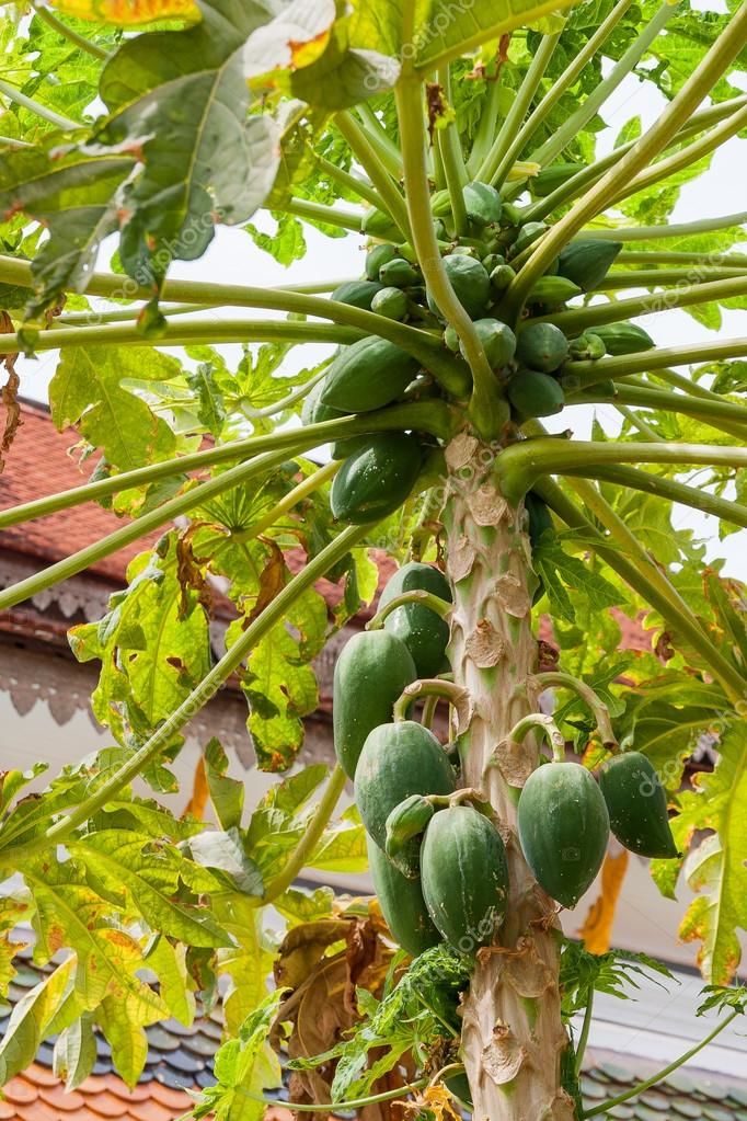 Фото полезного фрукта папайи
