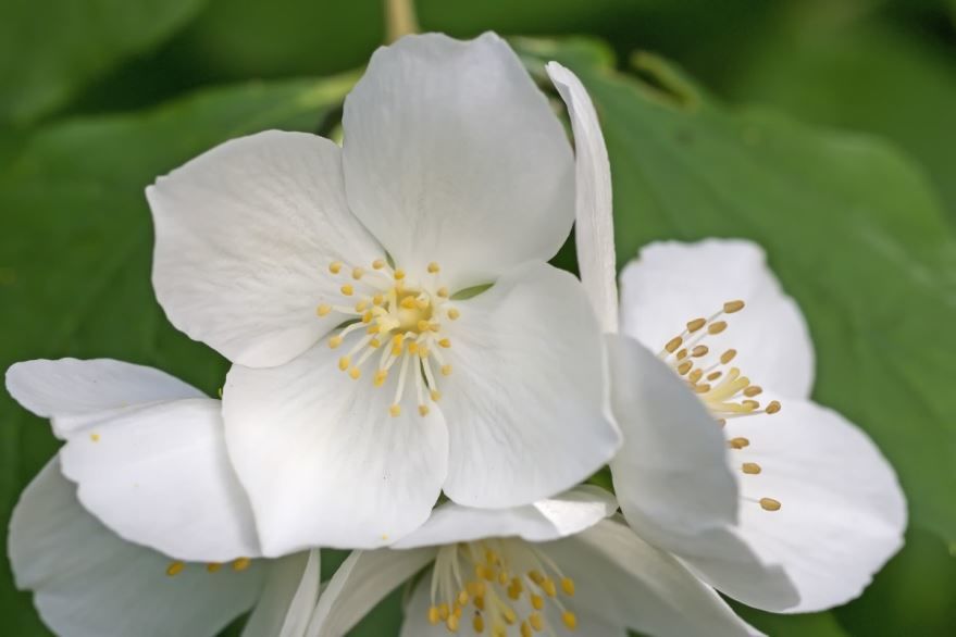 Фото белых цветков жасмин, обладающего полезными свойствами