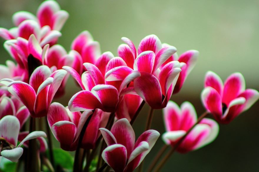 Фото цикламена, красивые цветки цикламена