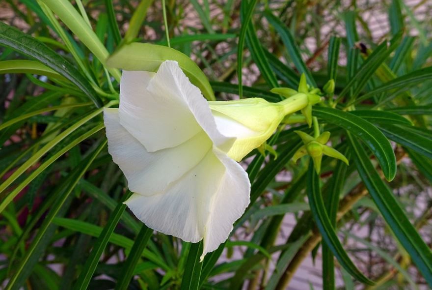 Фото белого цветка олеандра бесплатно