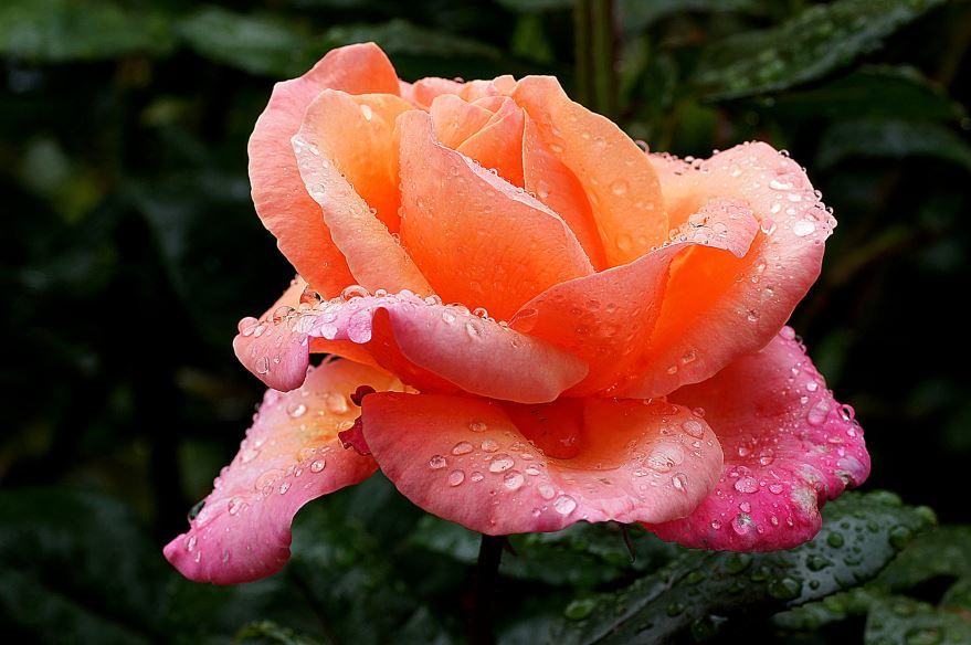 Красивые фото алых роз бесплатно 