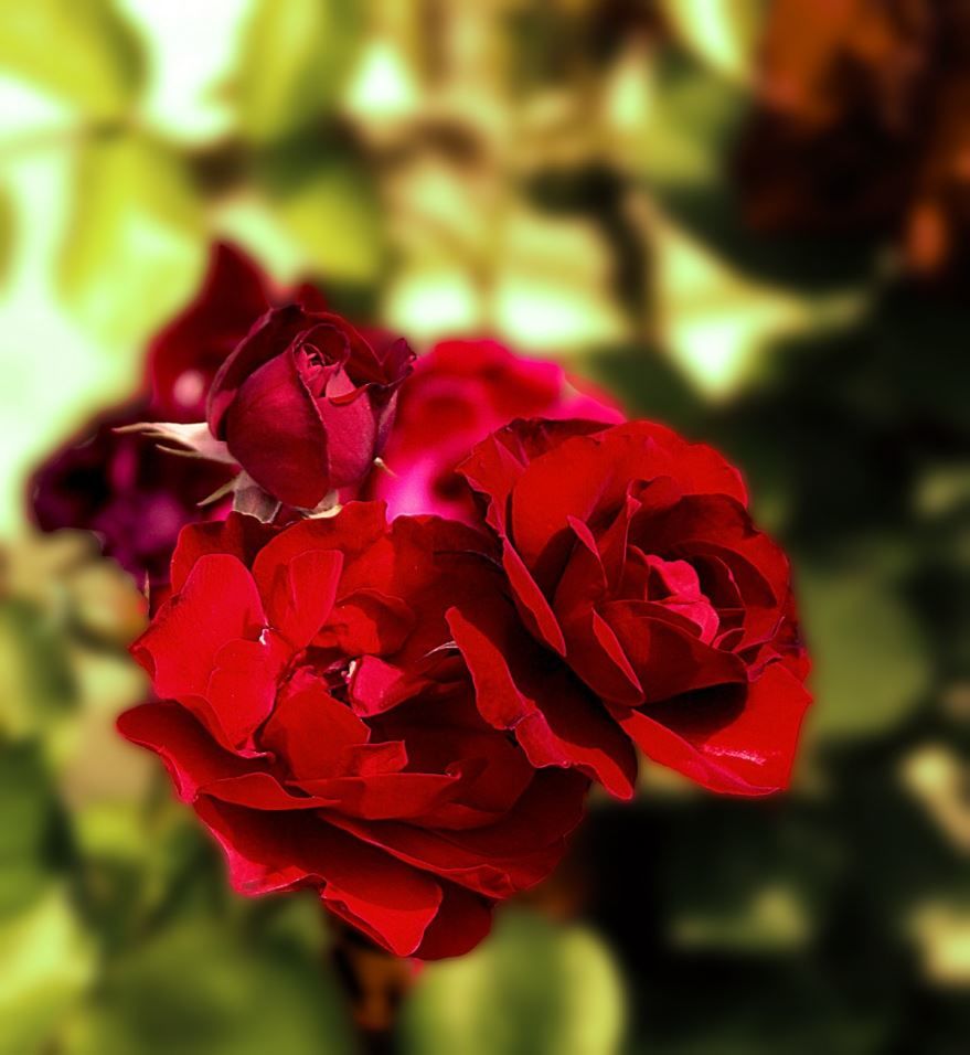 Лучшие фотографии кустовой розы бесплатно