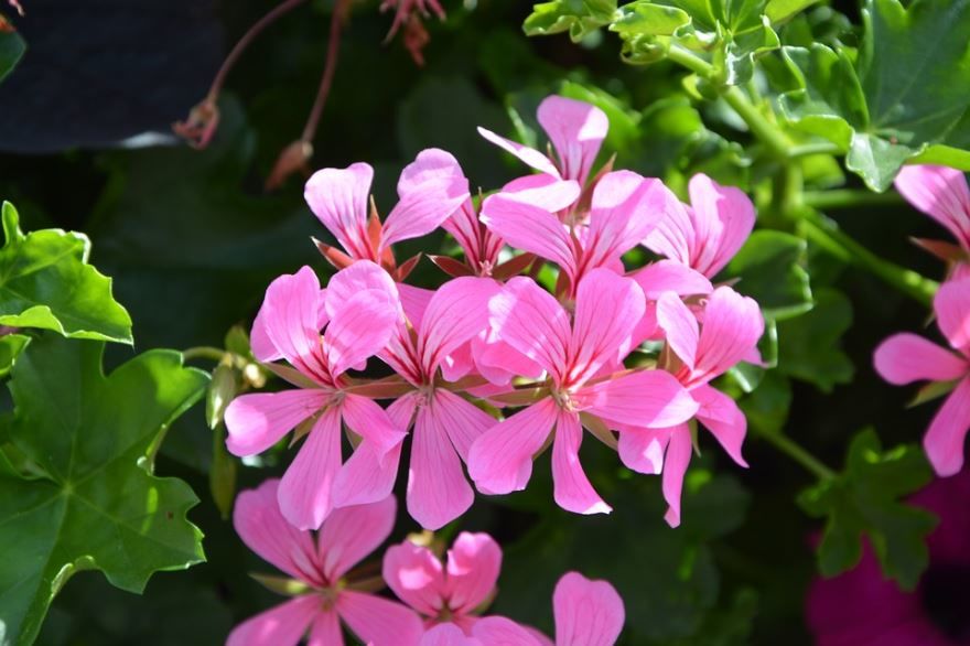 Фото душистой, цветущей, садовой герани бесплатно