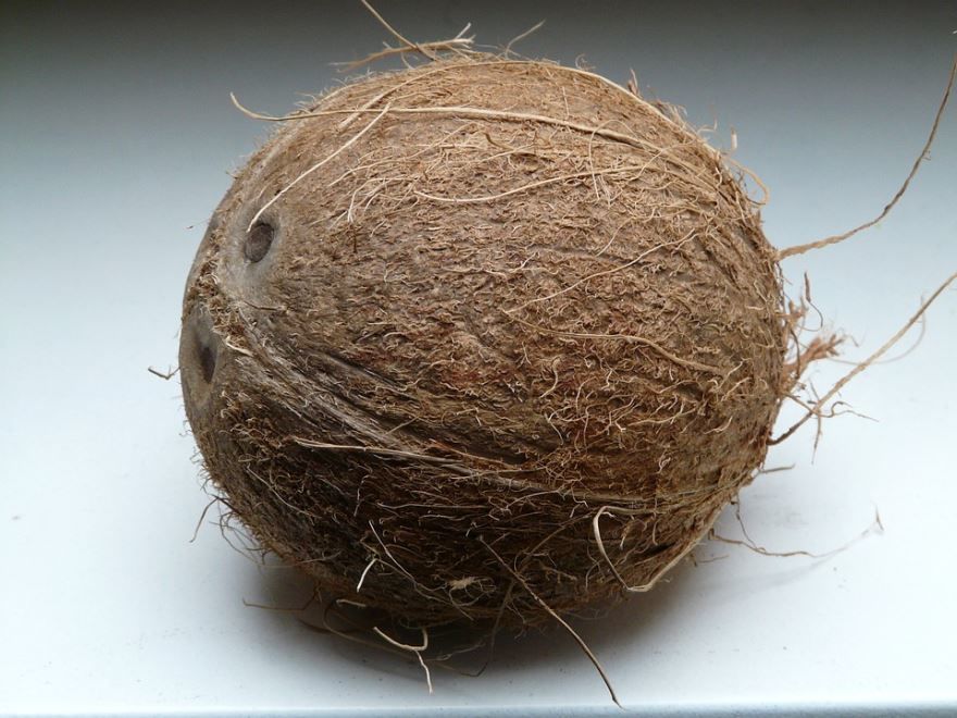 Фото кокоса, из которого делают полезные для здоровья масла