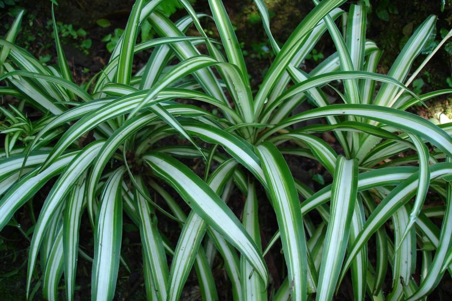 Смотреть картинки и фото растения хлорофитум в домашних условиях