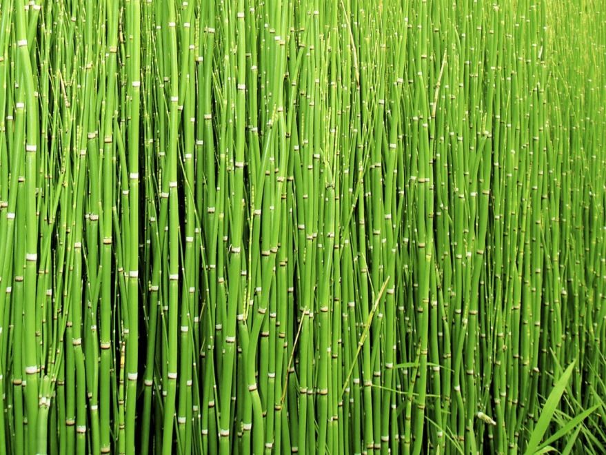 Смотреть фото и картинки комнатного растения бамбука лаки