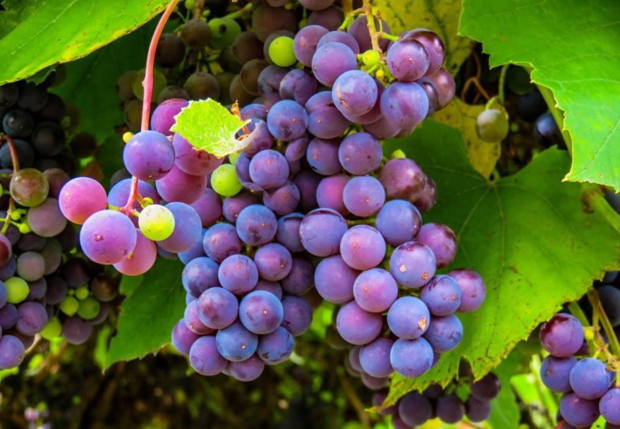 Фото растения виноград для осенний рецептов домашнего вина